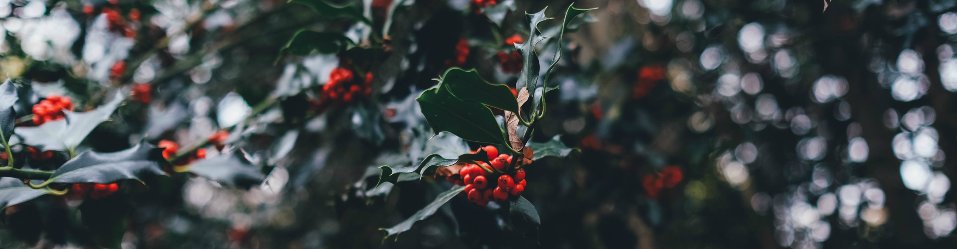 holiday shoping blog.png